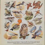 N/A - Голоса Птиц В Природе (3-я Серия)