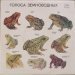 N/A - Голоса Земноводных